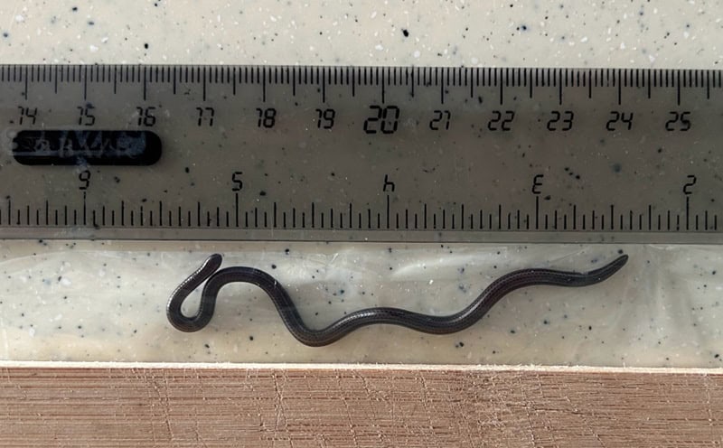 COBRA
