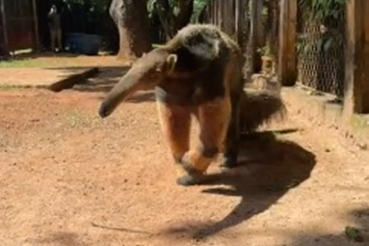 Foto Zoo de Brasília salva 217 animais vítimas de atropelos, queimadas e tráfico