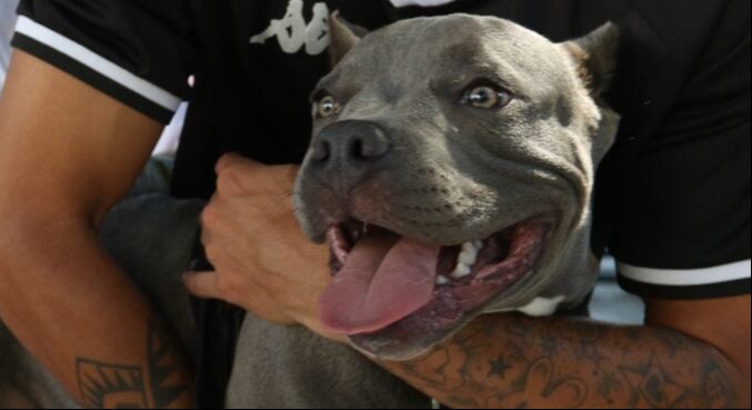 Foto Decreto que restringe criação e circulação de pitbulls é publicado