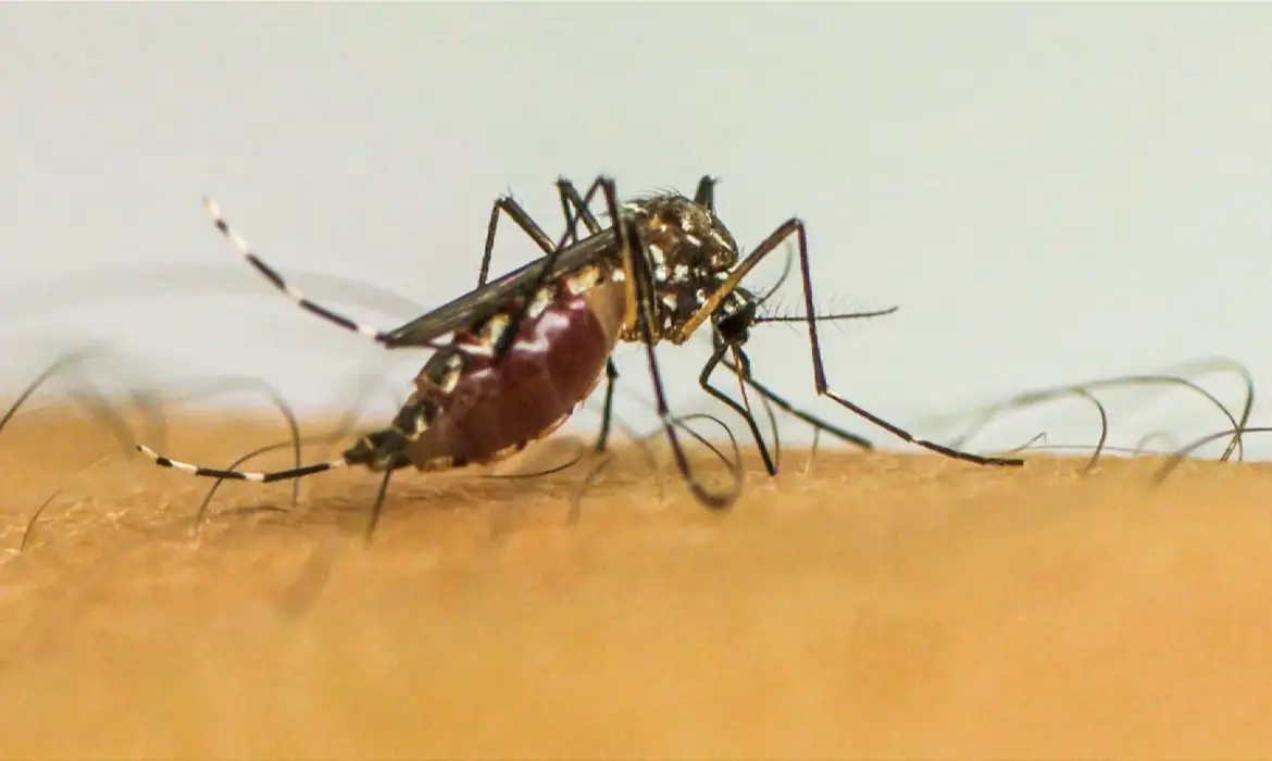 Foto Infecções por Aedes aegypti elevam risco de complicações no parto
