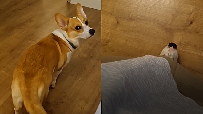 Foto Projeto quer proibir fogos perto de animais na Bahia