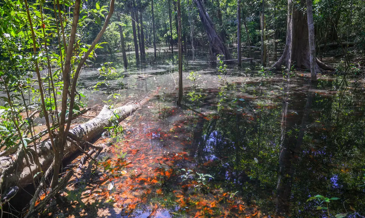 Foto Dinossauros viveram na Amazônia, descobrem pesquisadores de Roraima