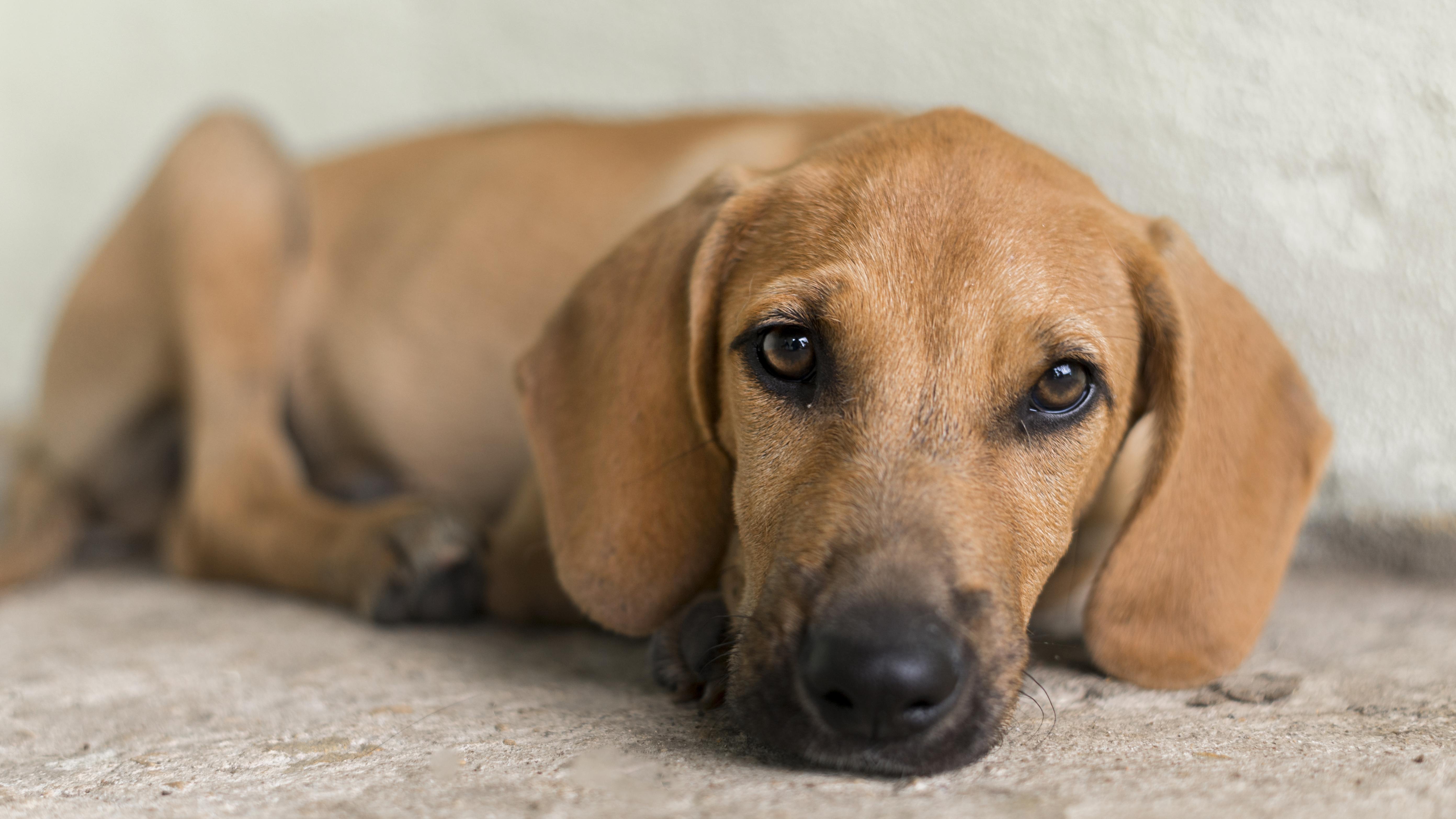 Cachorro triste 