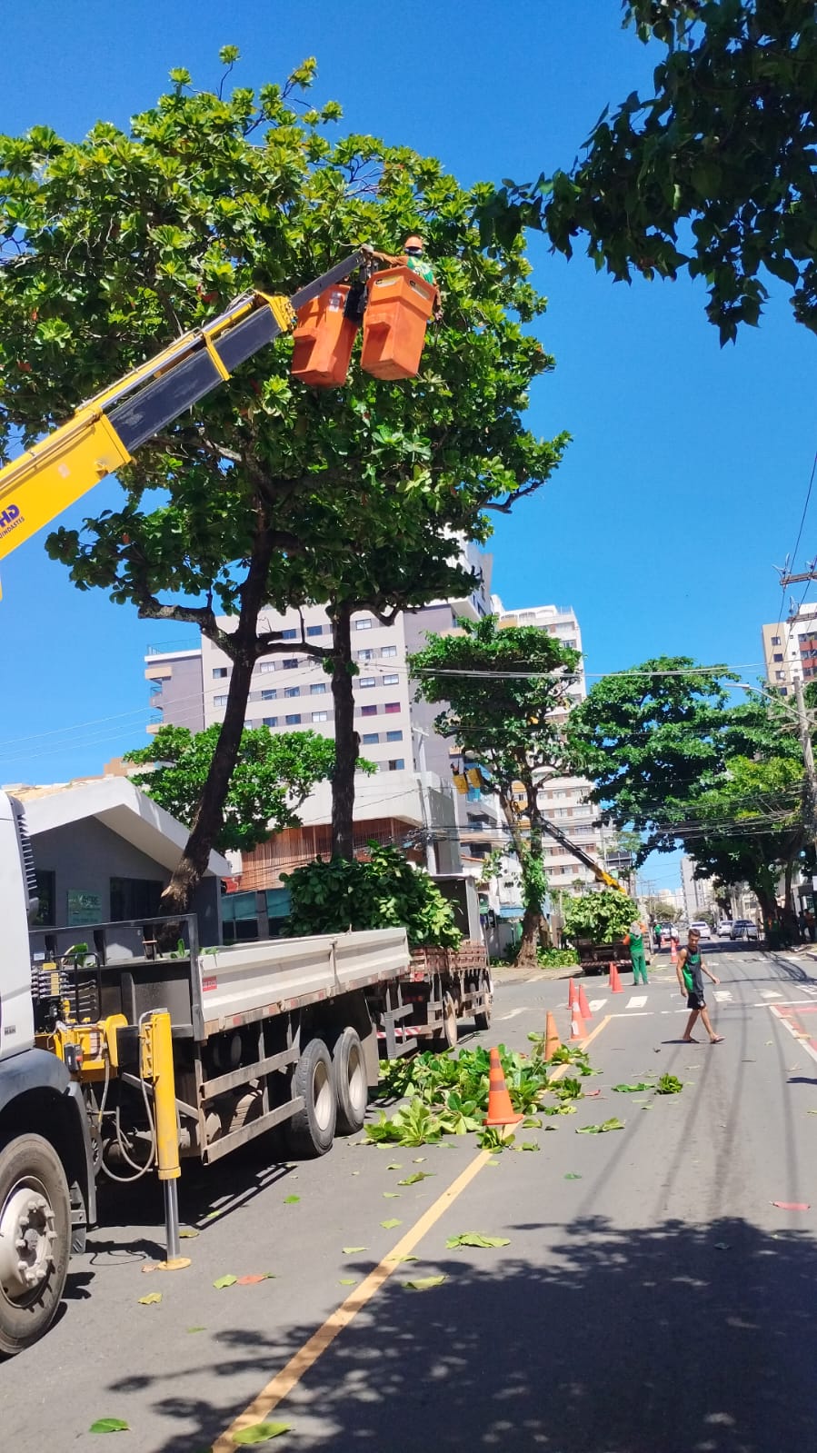 Poda de árvores na Pituba gera reclamações de moradores 