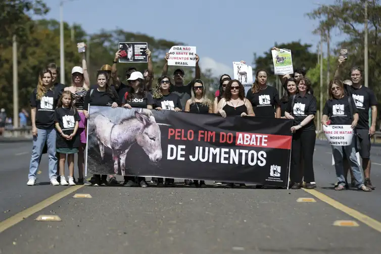 Pesquisa alerta para risco de extinção de jumentos no Nordeste