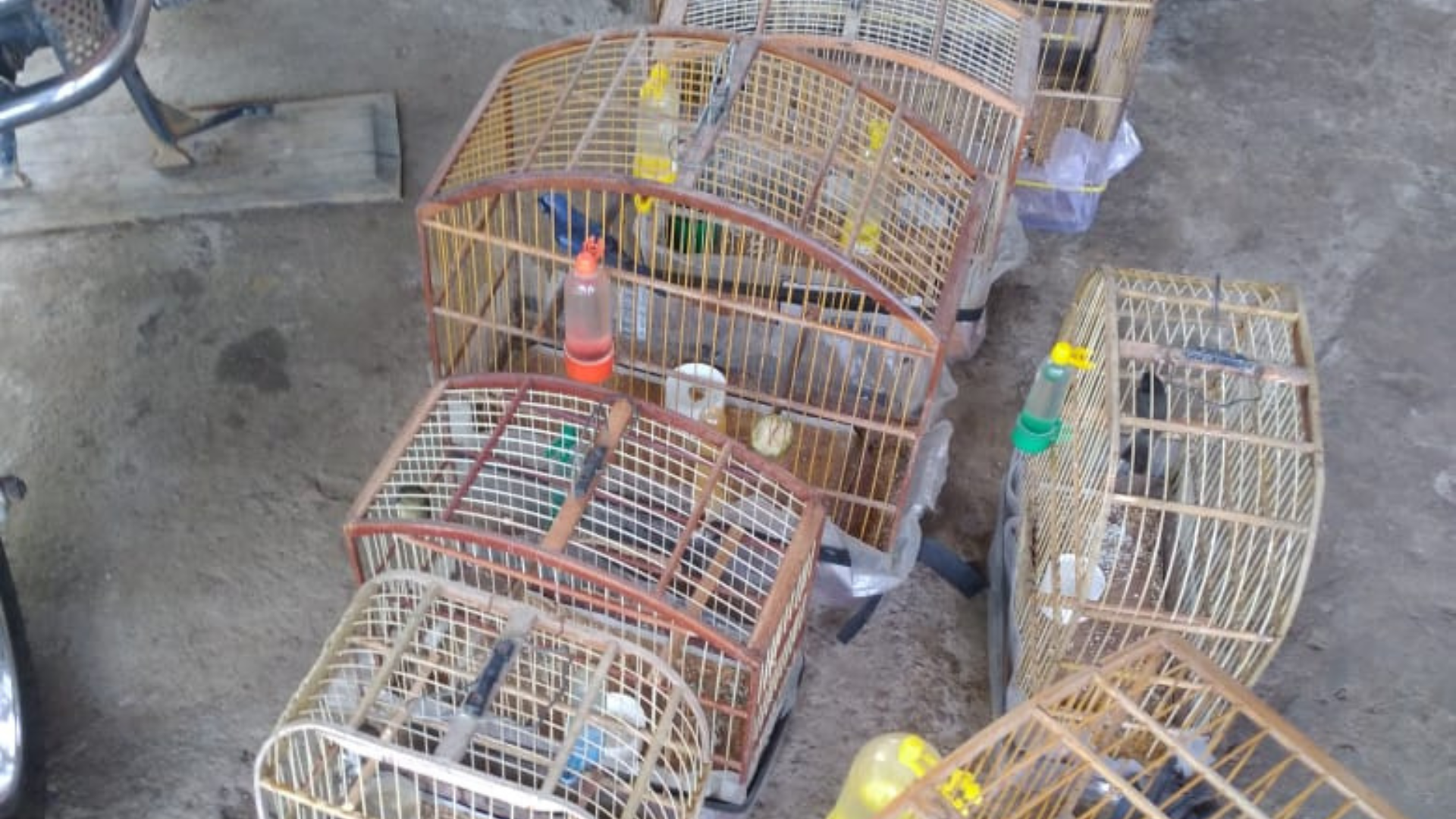 Foto Dupla é autuada por crime ambiental e aves são resgatadas