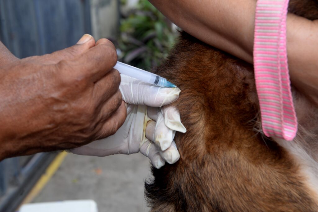 Cães e gatos em Salvador podem receber vacinação contra raiva  