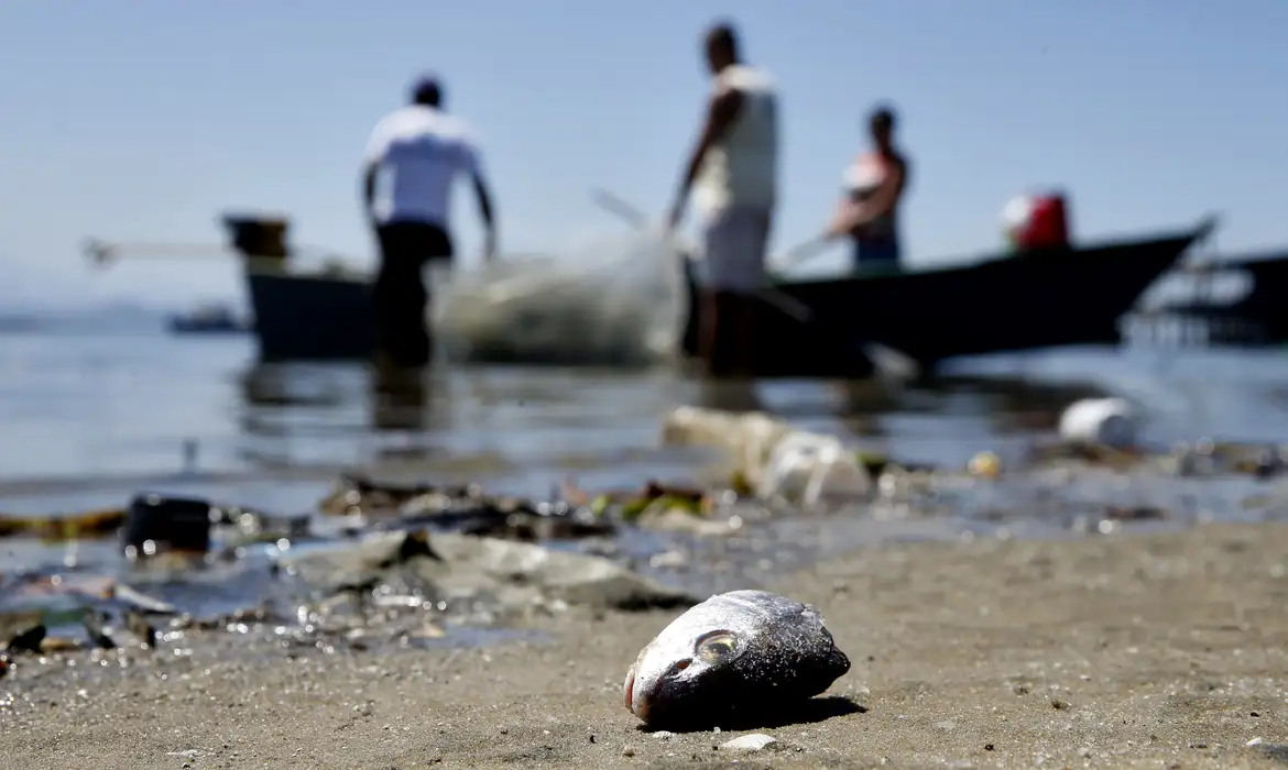 Peixe morto em rio contaminado