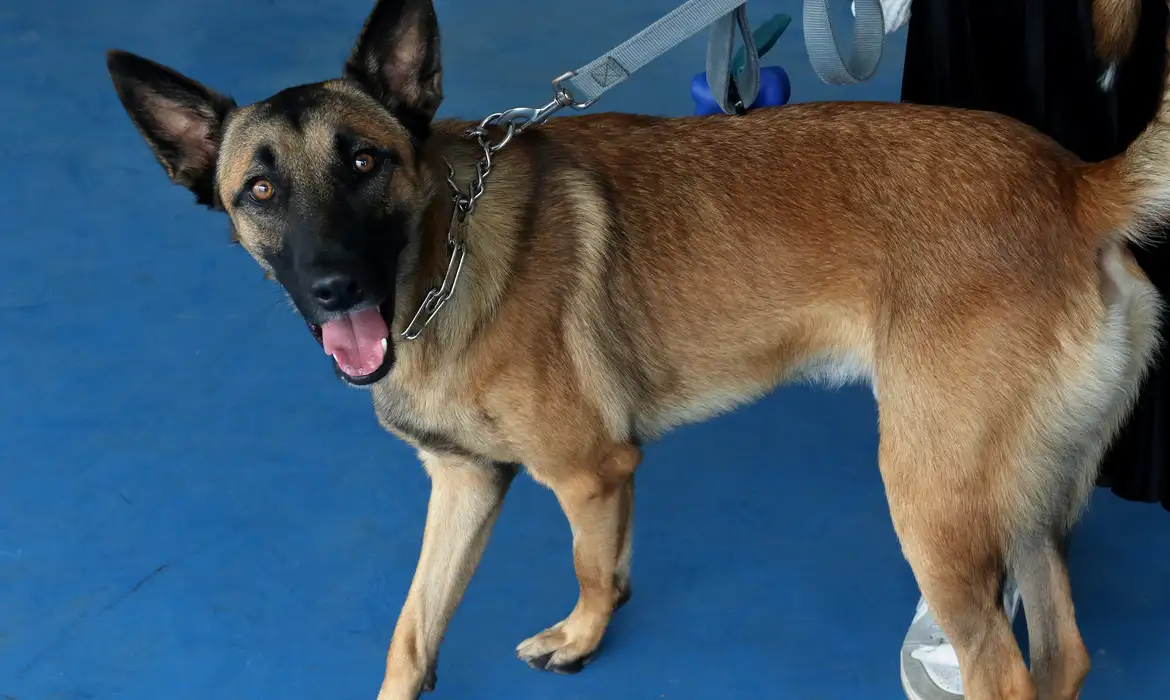 Pesquisa revela número alarmante sobre presença de pulgas em casas