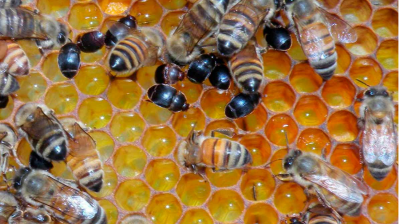 Inseto africano ameaça colmeias na Bahia e Adab orienta produtores