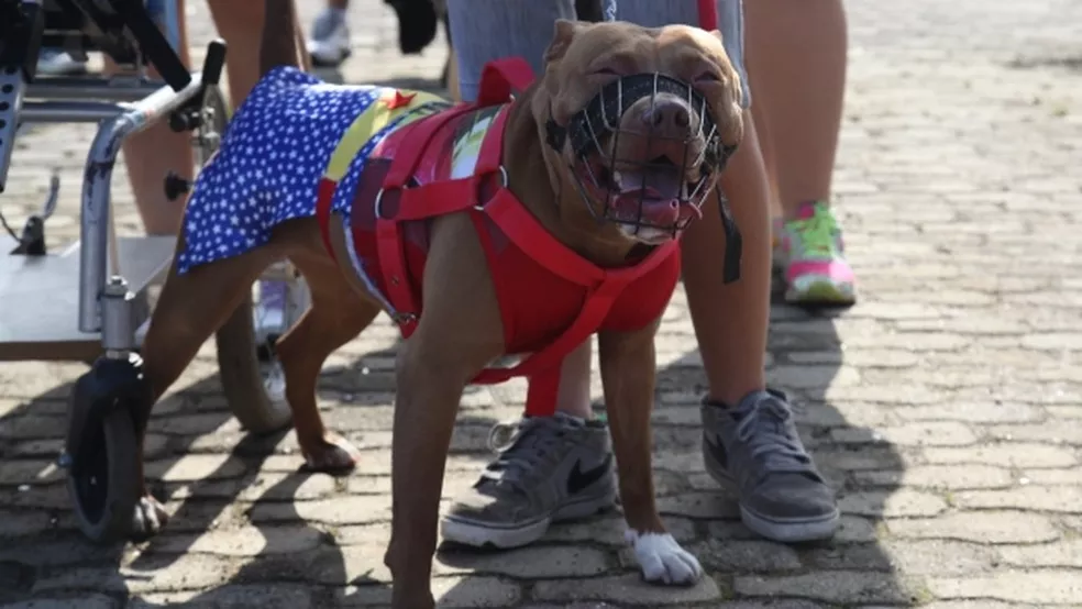 Foto Cidade baiana pode exigir uso de focinheira para pitbull e outras raças