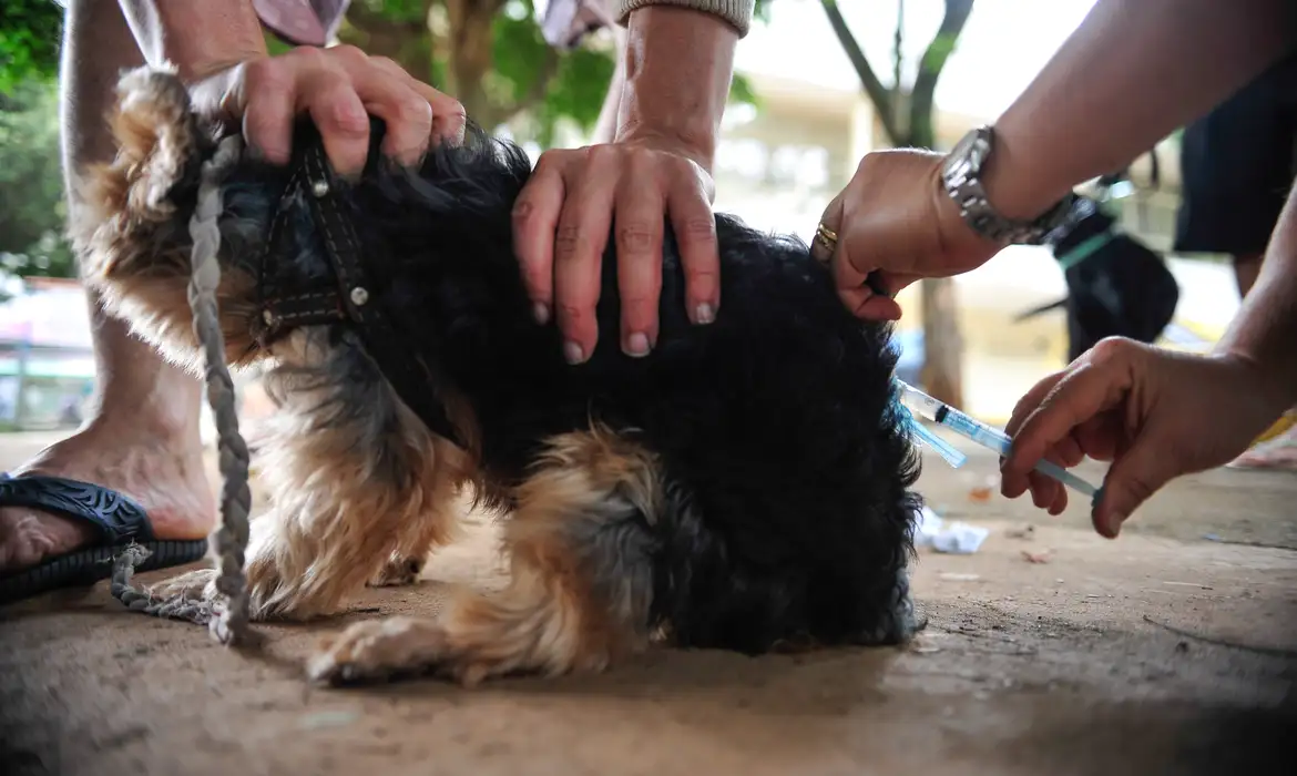 Cuidador de cães pode receber salário de até R$ 406 mil por ano 