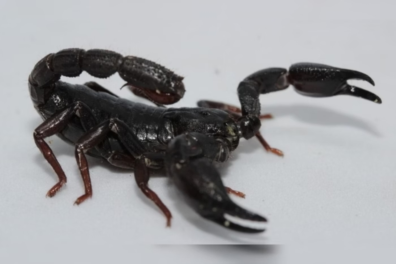 Escorpião preto 