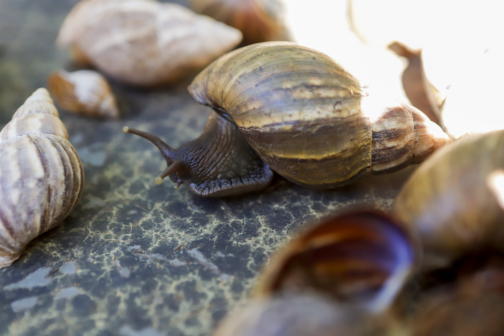 Doenças transmitidas pelo caramujo africano despertam alerta em Salvador