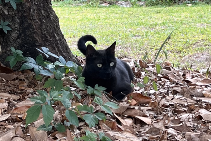Gato deitado no mato 