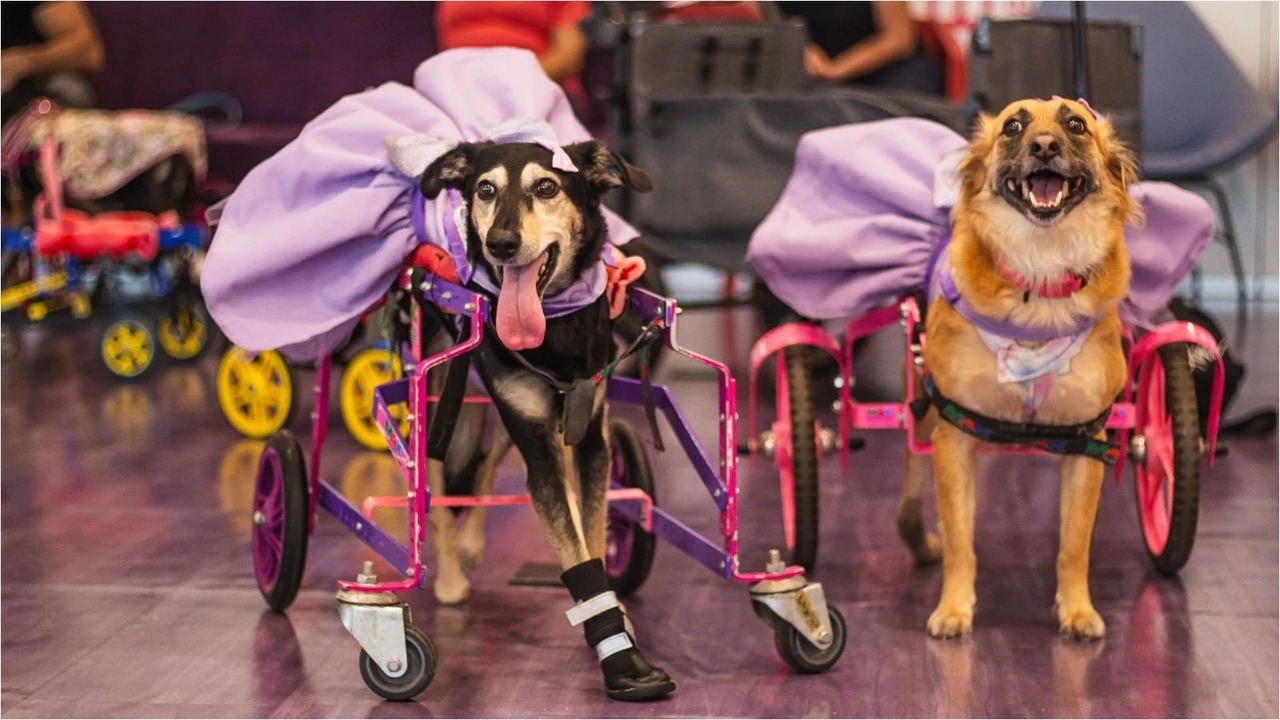 imagem de cachorros 