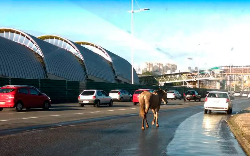Cavalo solto assusta motoristas na Paralela e reacende alerta