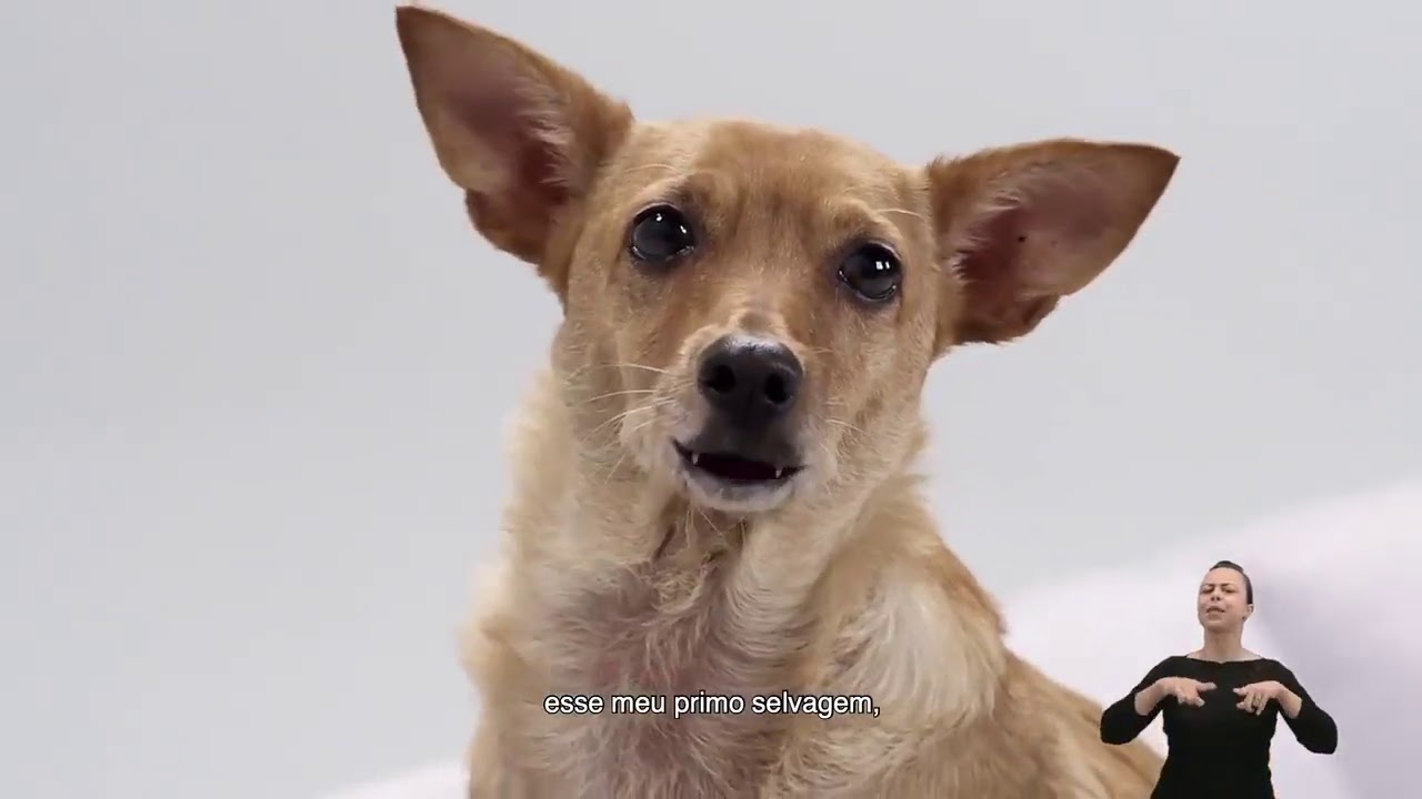 México considera vira-lata caramelo como ‘patrimônio nacional’  