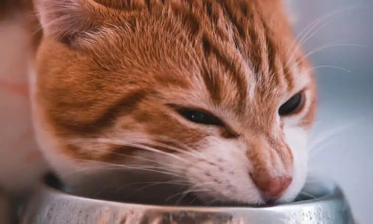 Foto Alimentação Natural x Ração para Pets 
