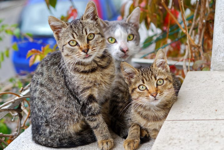Gatos
