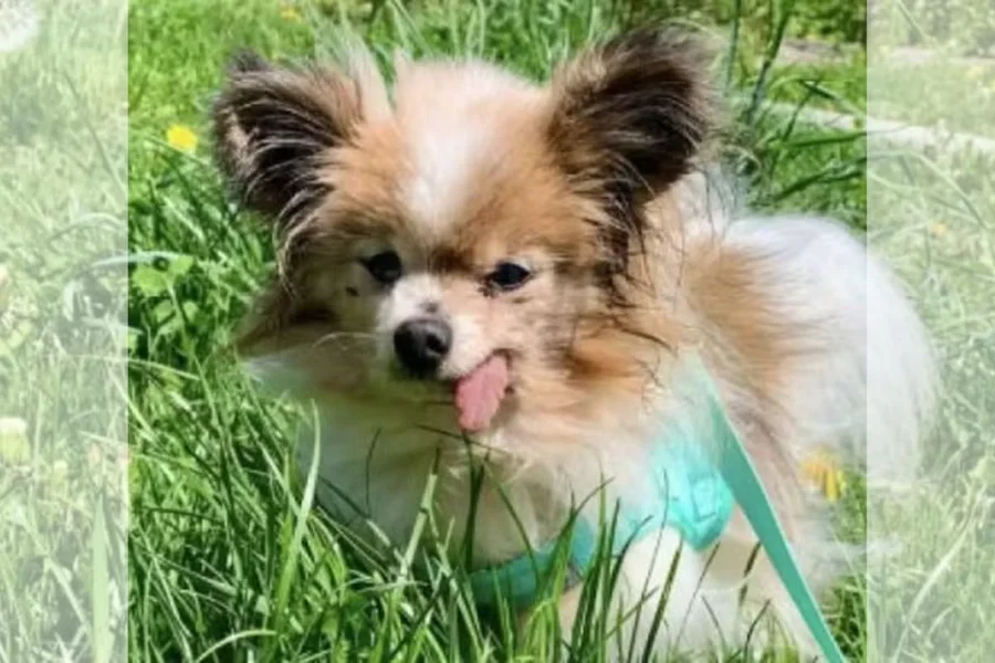 Cão pode alcançar feito de se tornar o mais velho da história