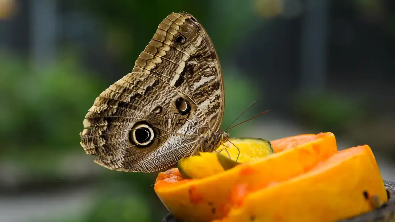 Fóssil revela que borboletas existiam antes das flores