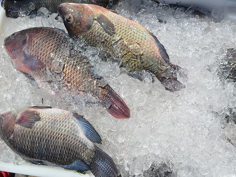 Consumo de pescados deve crescer 30% na Sexta-Feira Santa