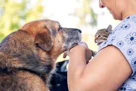 Pesquisa mostra aumento de atendimentos emergenciais para pets de tutores idosos