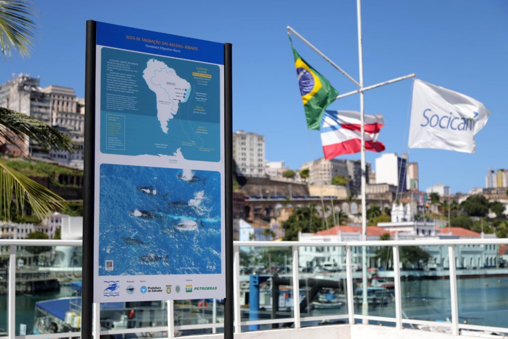 Foto Temporada de baleias jubarte tem alta de 20% no número de observadores 