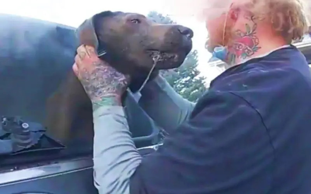 Cachorrinho sendo resgatado de suv em chamas