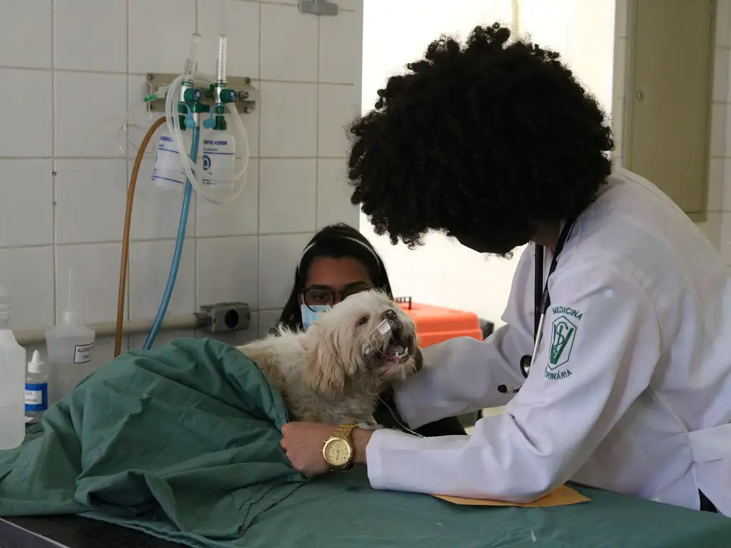 imagem de uma cachorro 