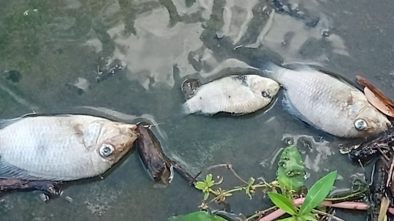 Morte de peixes em barragem de Feira de Santana é investigada