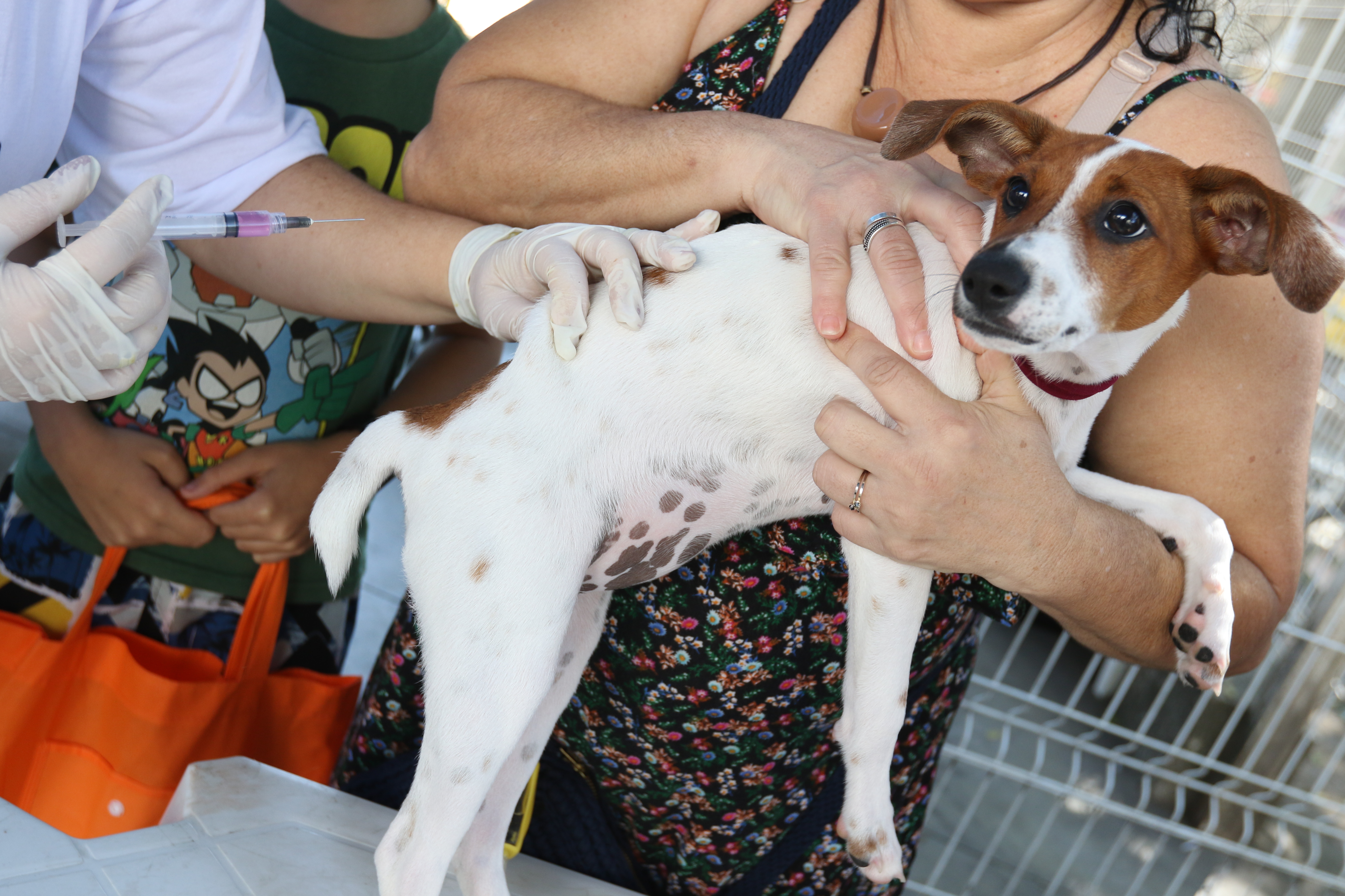 Alimentos comuns da cozinha podem intoxicar cães e gatos 