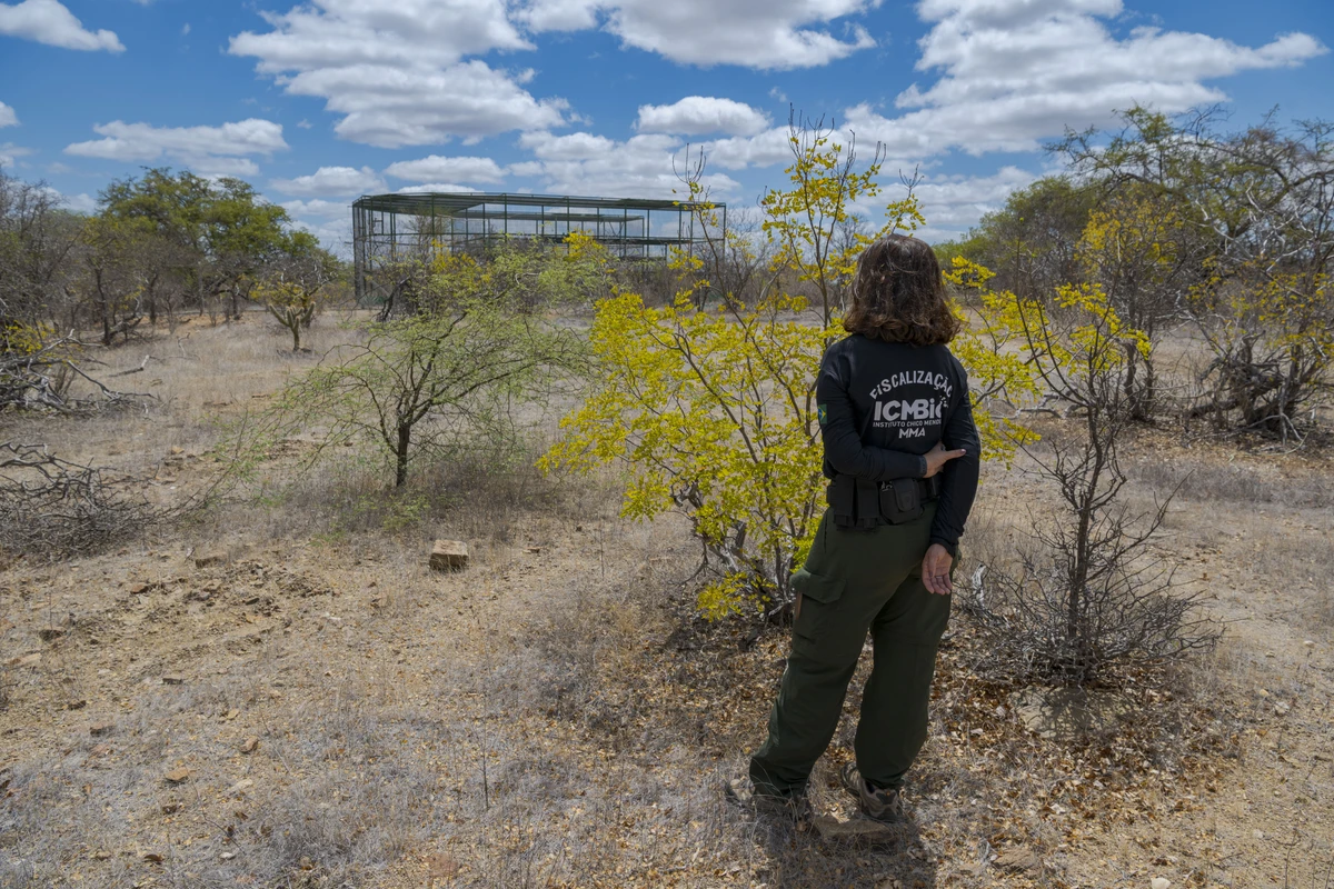Operação apura falhas sanitárias em programa de reintrodução da espécie em Curaçá