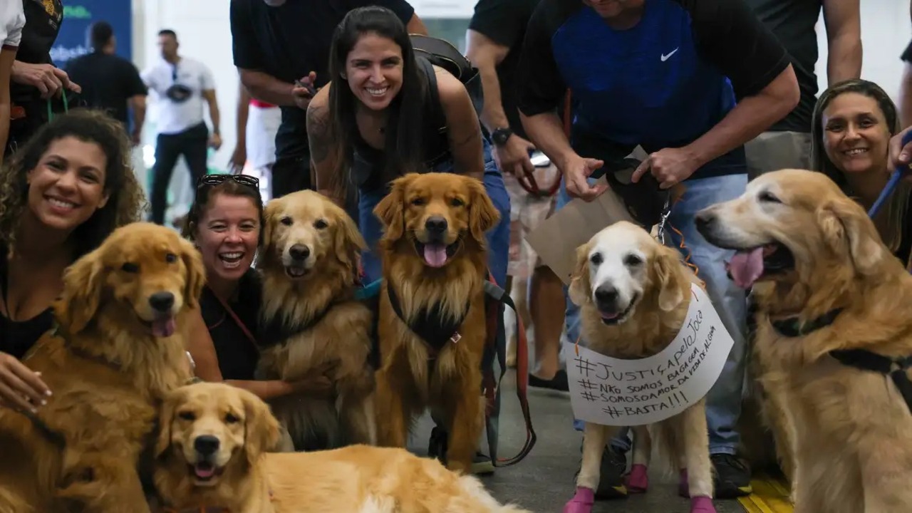 Alzheimer canino afeta cães idosos e requer atenção urgente