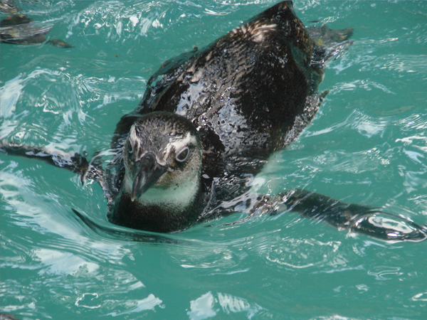pinguim