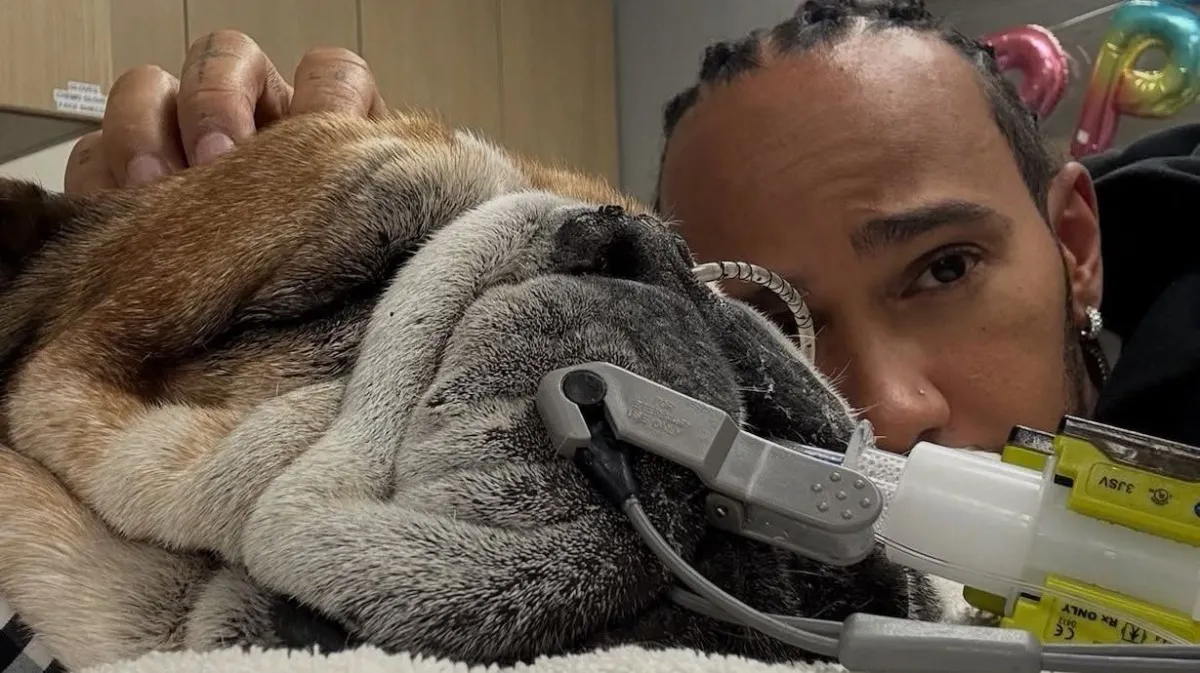 Heptacampeão Lewis Hamilton compartilha desespero com cão Roscoe