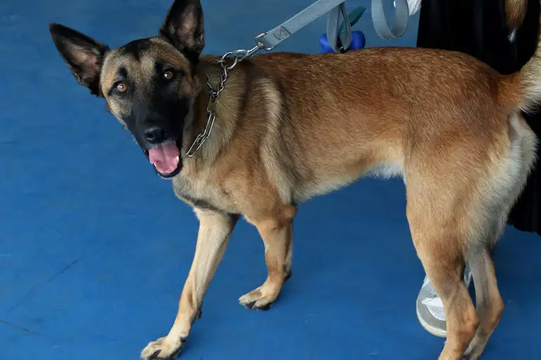Cachorro com medo