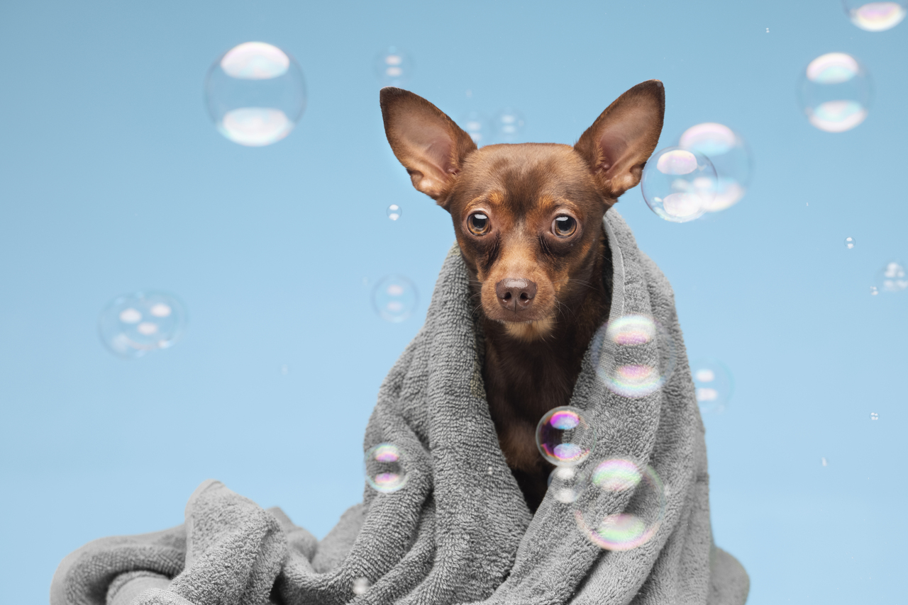 Foto Confira 5 lugares para passear com seu pet em Salvador