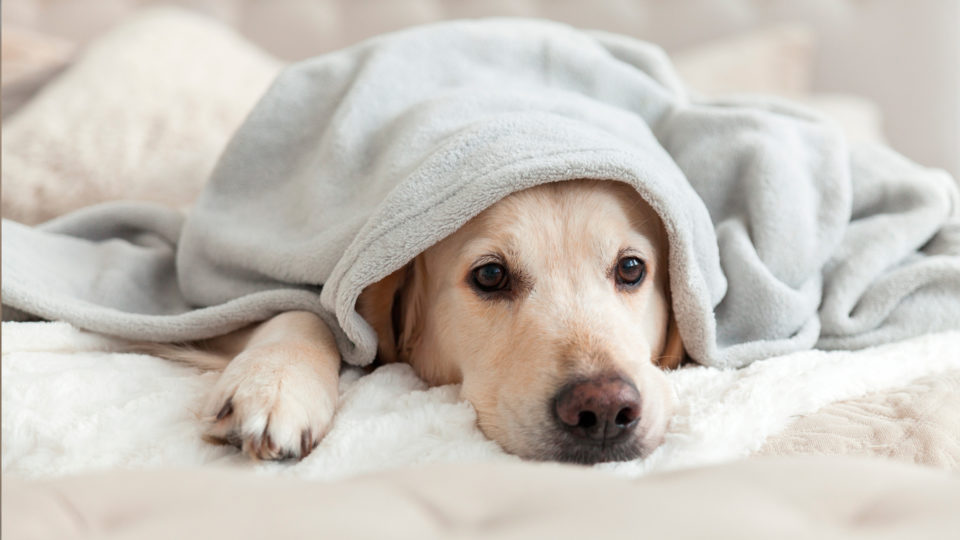 Foto Gripe Canina: o que é, formas de transmissão, prevenção e importância da vacinação