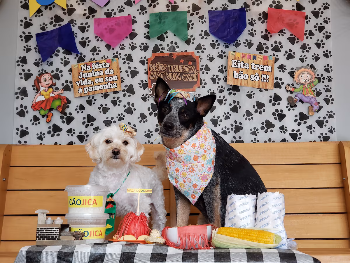 Foto Festas Juninas e os pets: O que pode e o o que não pode?