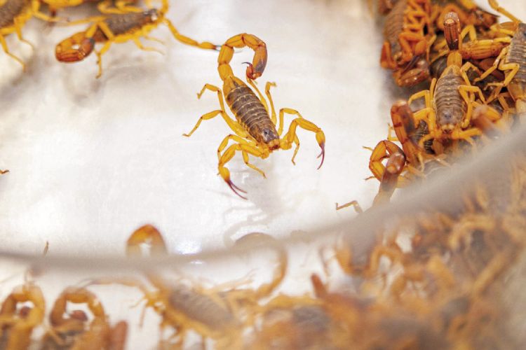 Escorpiões lideram acidentes com animais peçonhentos no Brasil