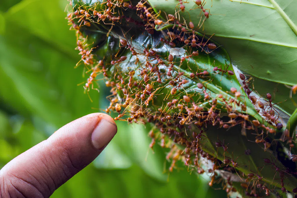 Dedo próximo de formigas vermelhas