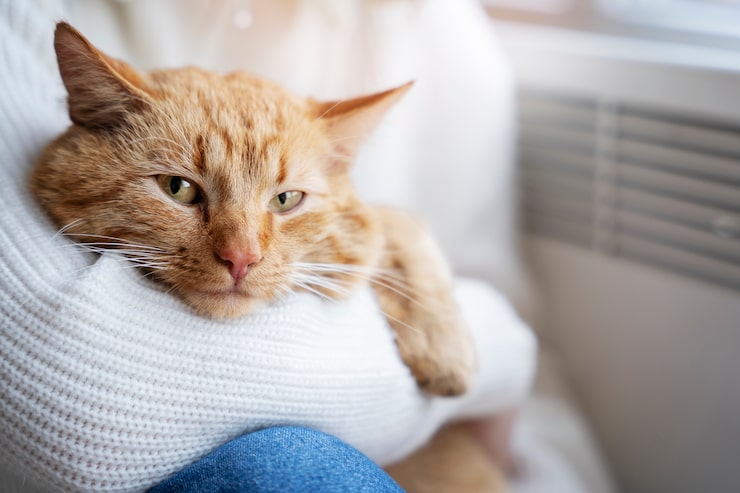 Inverno traz desafio extra para proteção de cães e gatos no Brasil