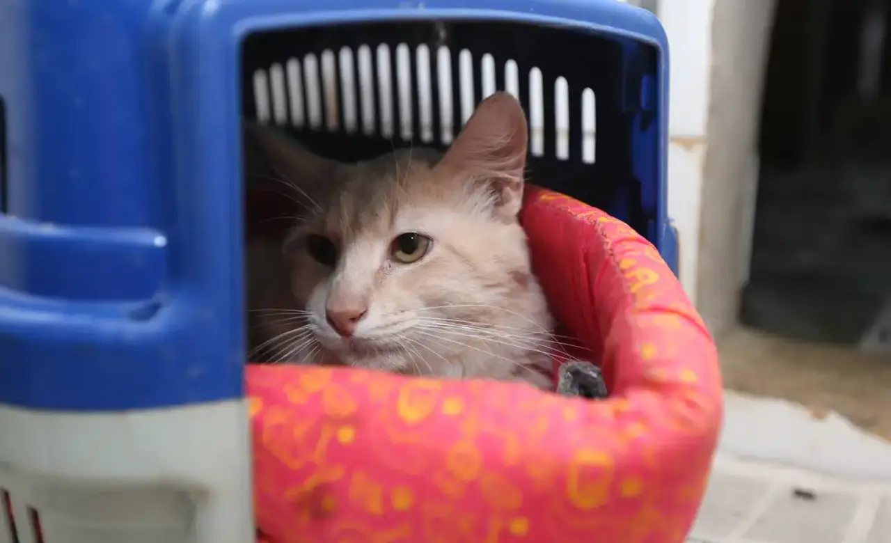 Inverno exige atenção redobrada com a saúde de cães e gatos