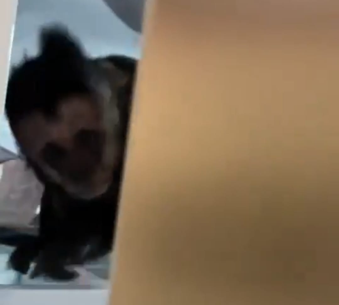 Macaco na geladeira