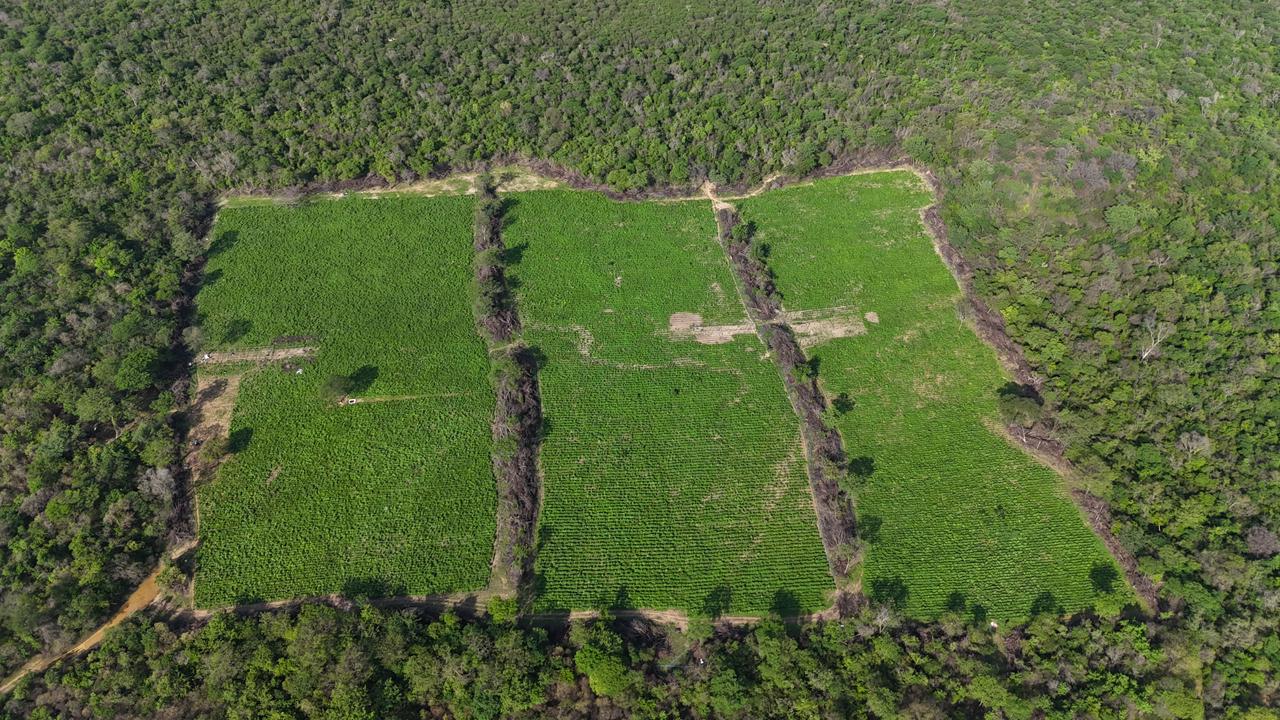 Roça de sete hectares foi descoberta na zona rural de Xique-Xique